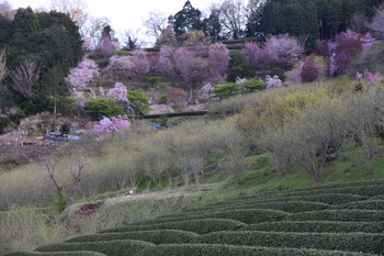 0610茶畑の向こうに桜が一杯.JPG