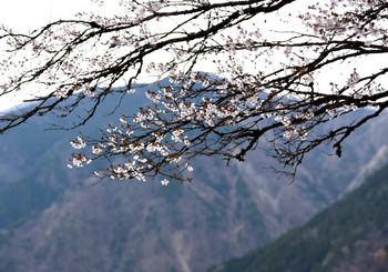 0922桜.JPG