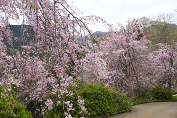 1630展望台のそばの桜.JPG