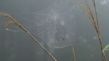 2993蜘蛛の巣.JPG