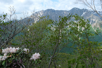 DSCF0476_石楠花と谷川岳.jpg
