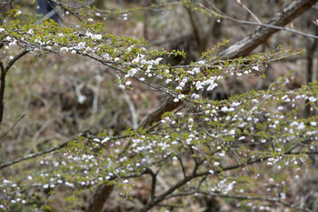 DSC_2919DSC_2919山桜.JPG