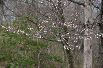 DSC_2982DSC_2982山頂付近の山桜.JPG