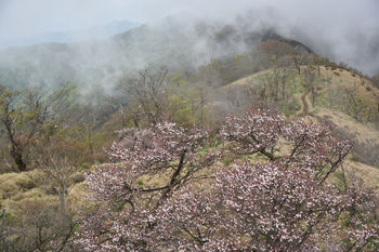 DSC_8164山桜と登山道.JPG