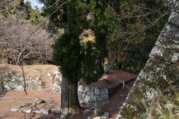 _DSC_2197本丸から見たご神木と新しい石垣 (2).JPG